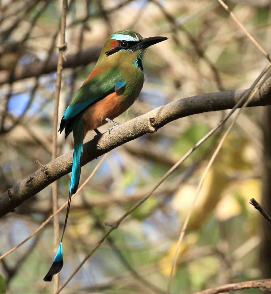 Turquoise-browed Motmot