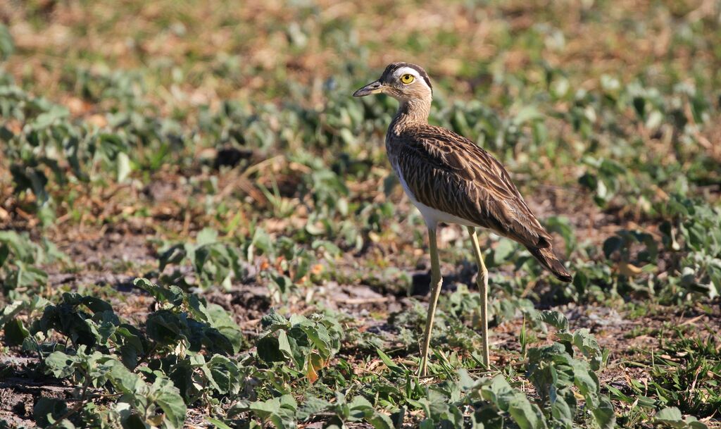 Double-striped Thick-knee