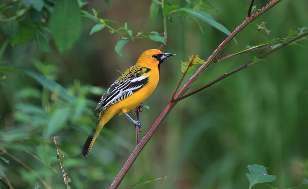 Oriole à dos rayé