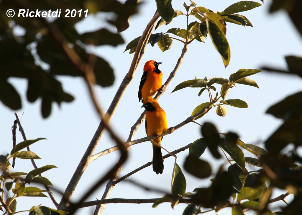 Hooded Oriole