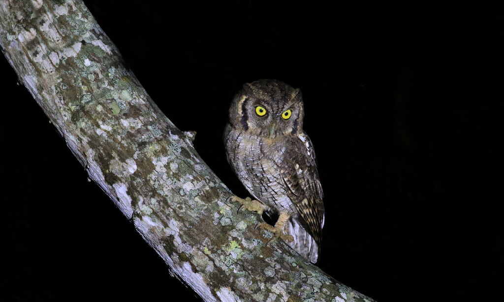 Tropical Screech Owl