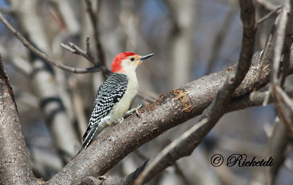 Red-bellied Woodpecker male