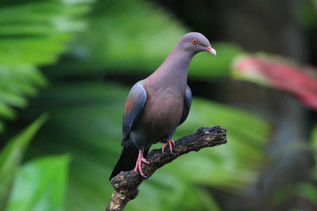 Red-billed Pigeon