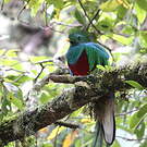 Quetzal resplendissant