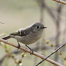 Roitelet à couronne rubis