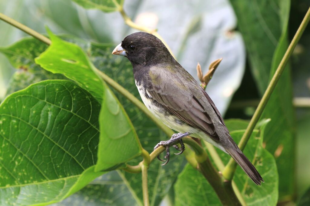 Yellow-bellied Seedeater