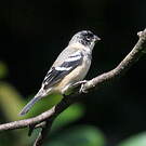 Sporophile de Morelet
