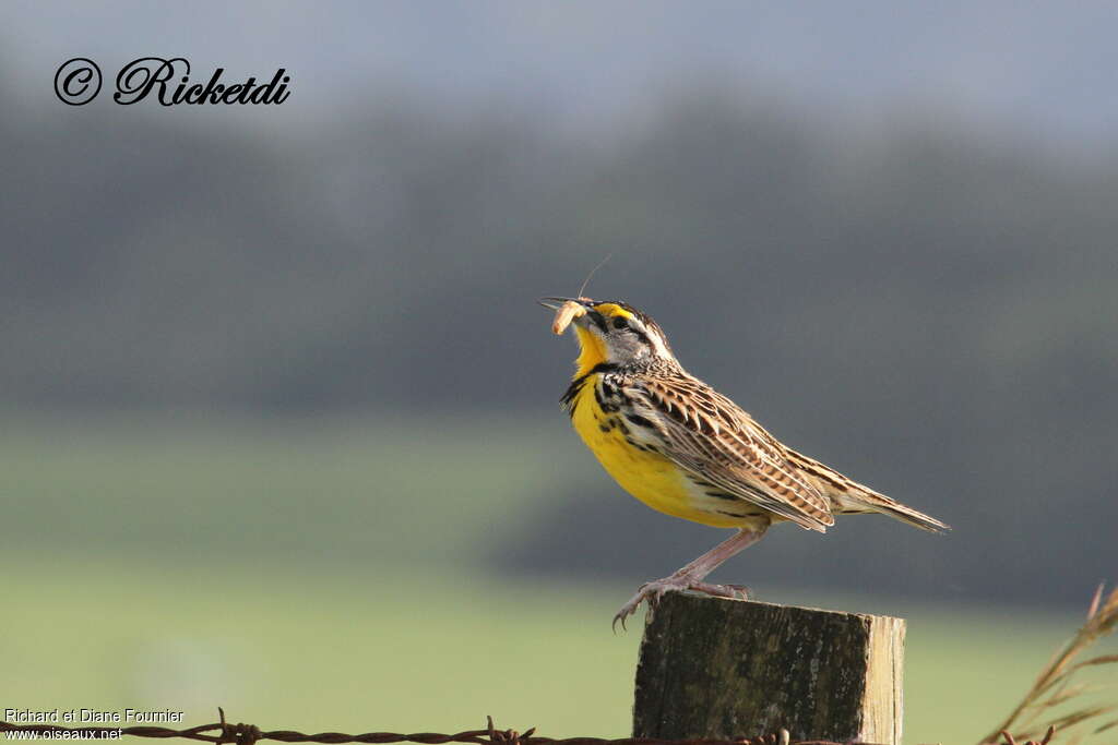 Eastern Meadowlarkadult, feeding habits