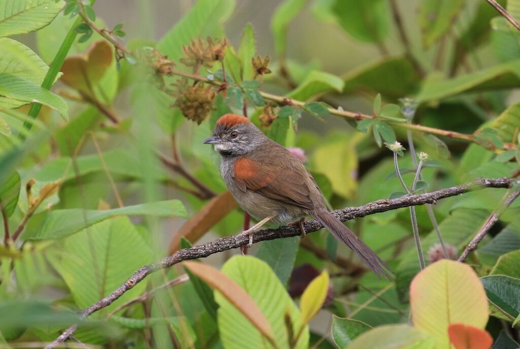 Pale-breasted Spinetail
