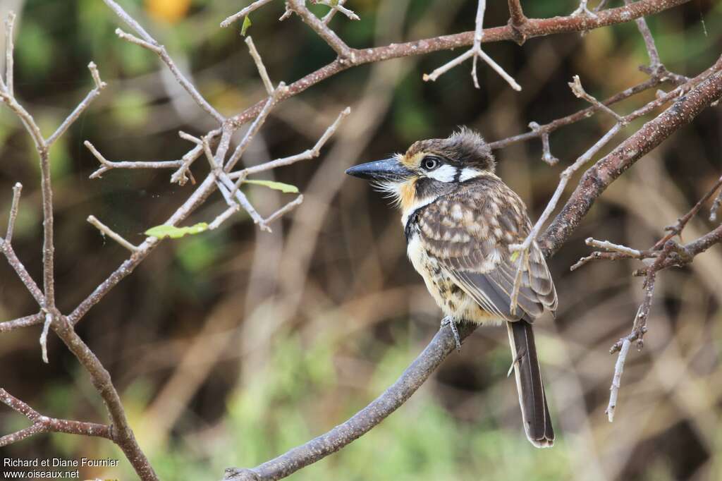 Tamatia à gorge rousseadulte, identification