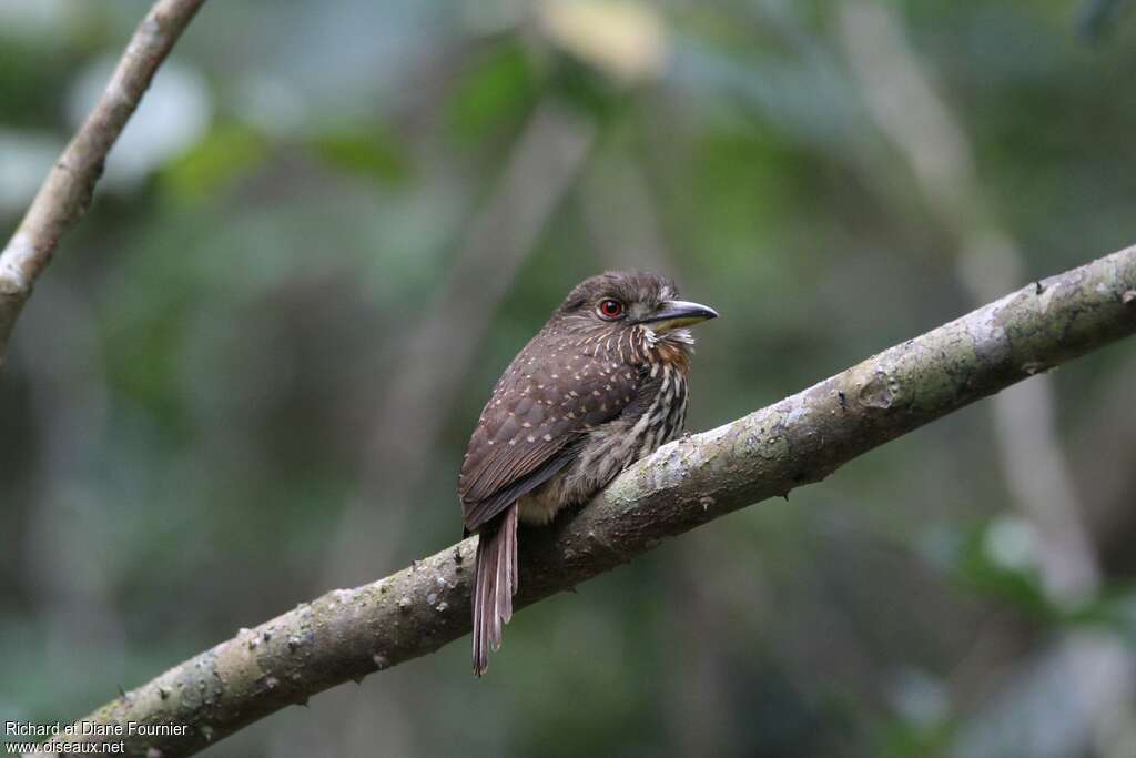 White-whiskered Puffbird female adult, identification