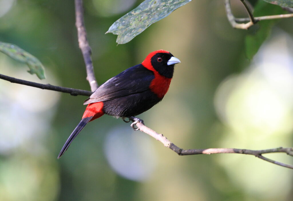 Crimson-collared Tanager