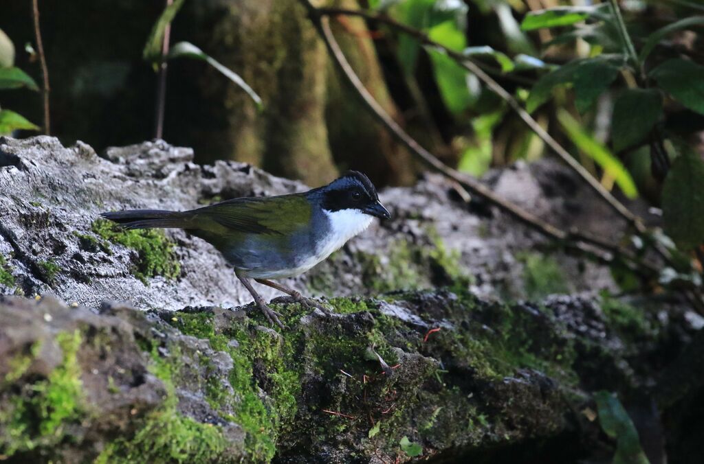 Costa Rican Brushfinch