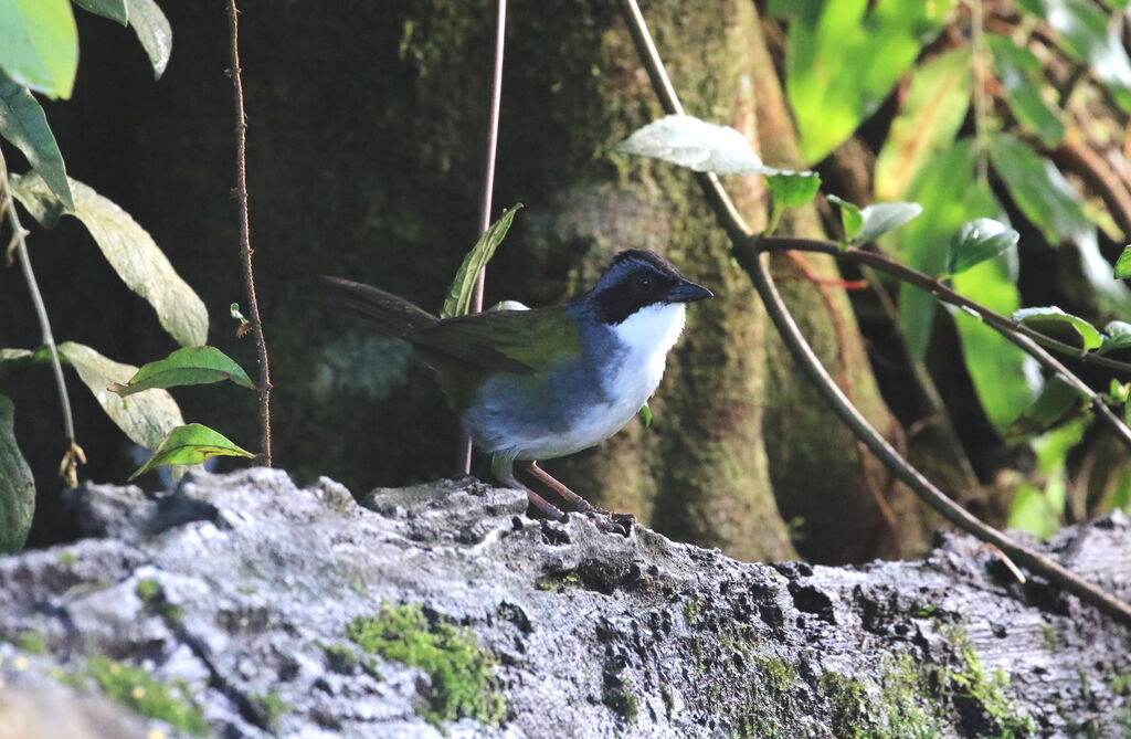 Tohi du Costa Rica