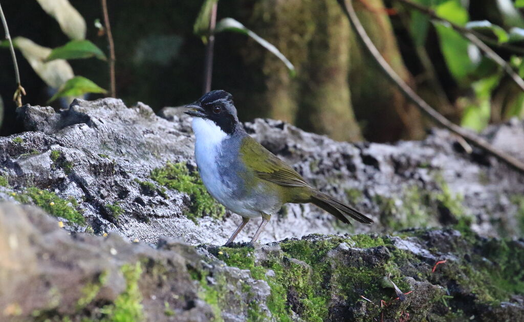 Tohi du Costa Rica