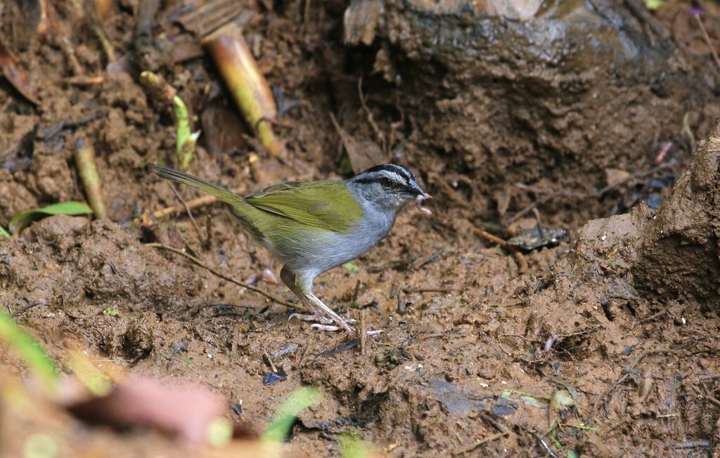 Black-striped Sparrow