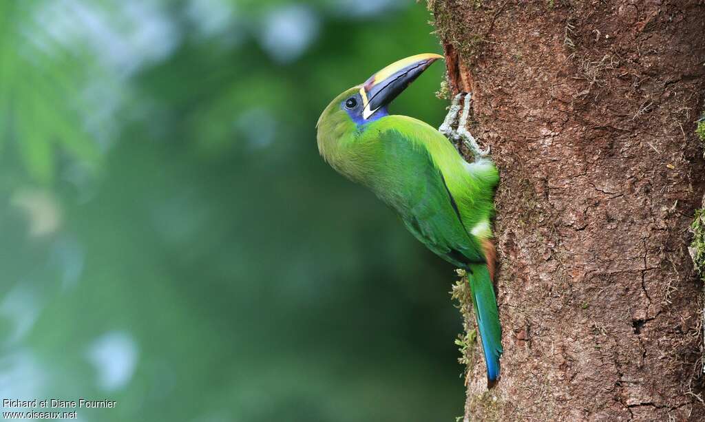 Toucanet à gorge bleueadulte, Comportement