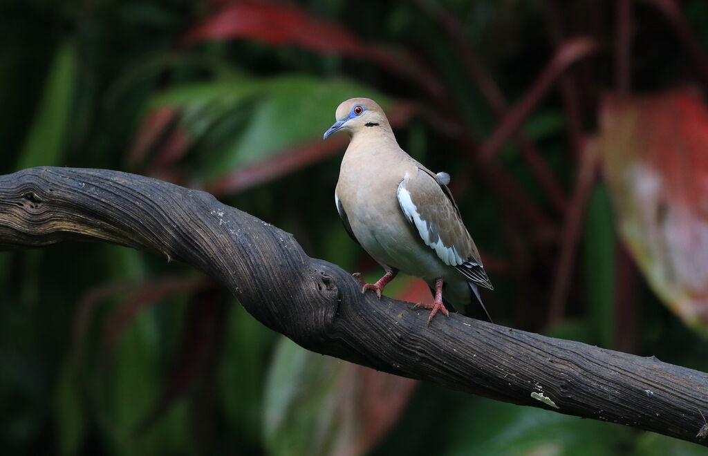 White-winged Dove