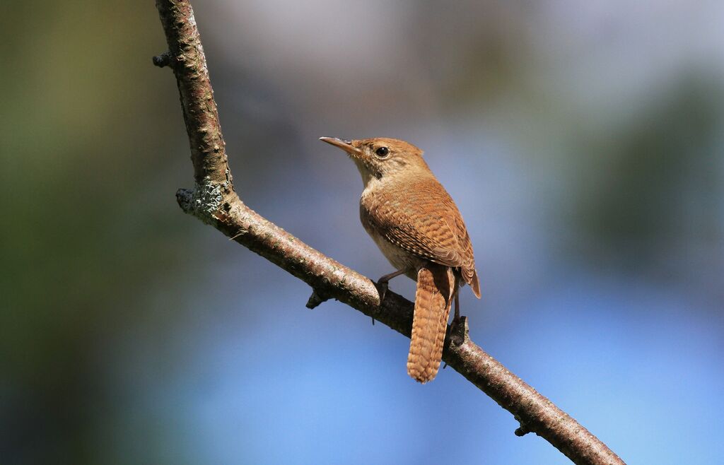 Northern House Wren
