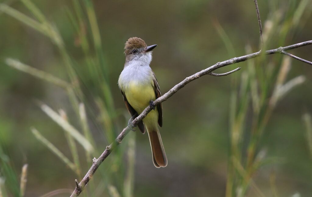 Brown-crested Flycatcher