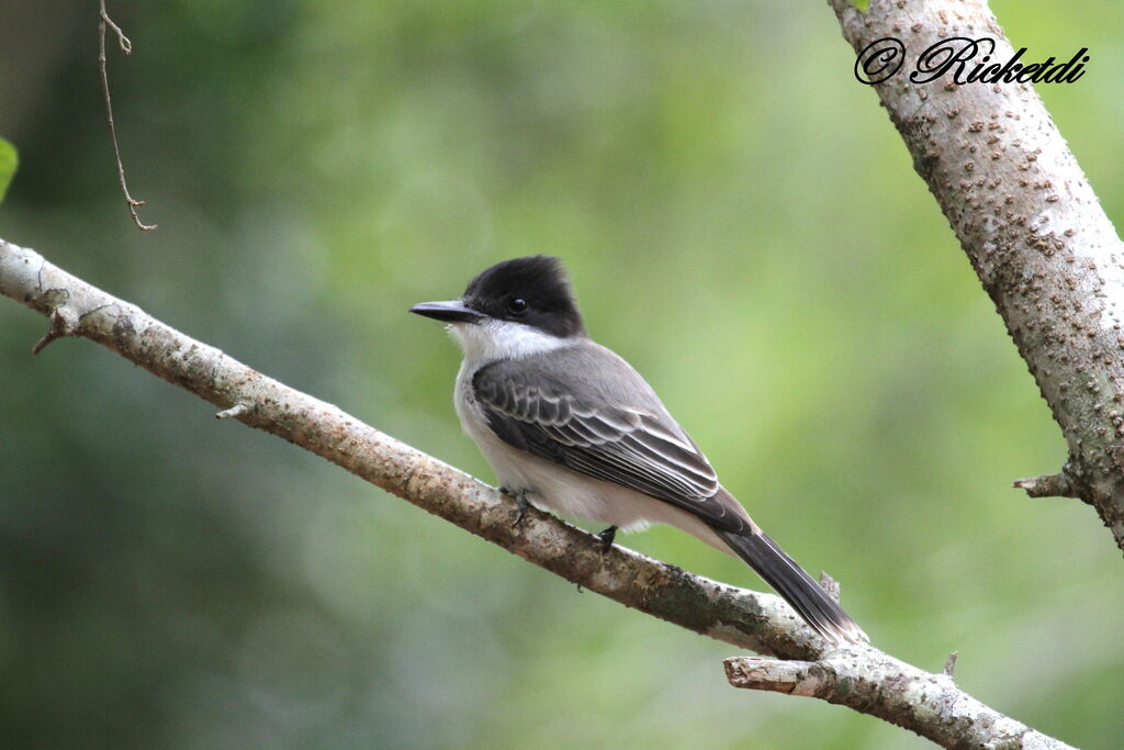 Loggerhead Kingbird