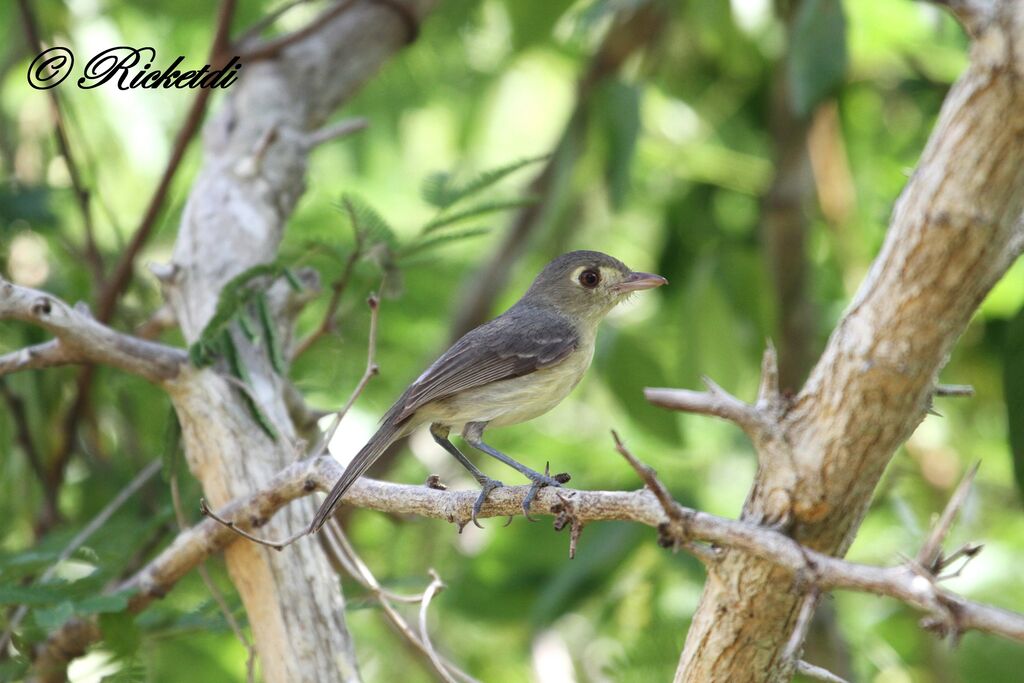 Cuban Vireo