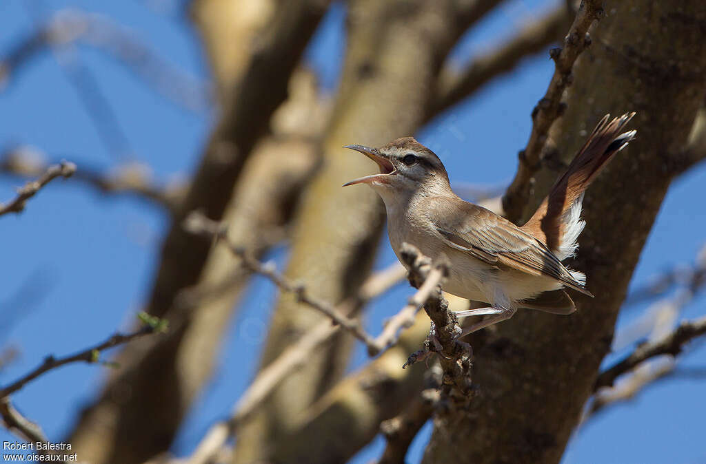Rufous-tailed Scrub Robin male adult, song
