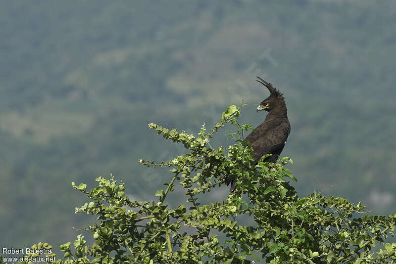 Aigle huppardadulte, habitat