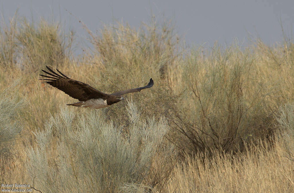 Aigle martialadulte, habitat, Vol