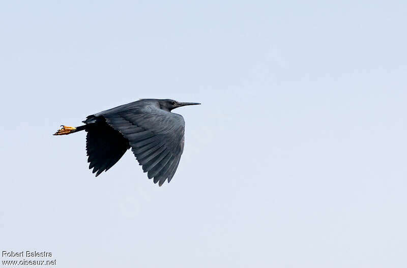 Black Heronadult, Flight