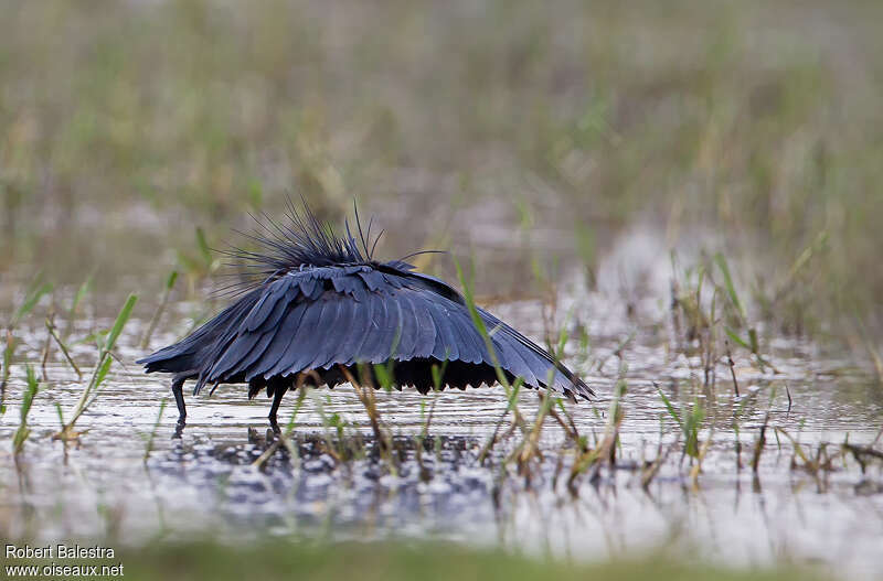 Black Heronadult, habitat, walking, fishing/hunting