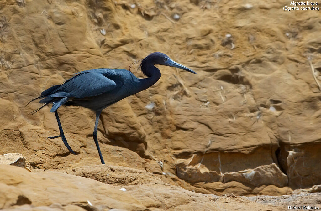 Little Blue Heron