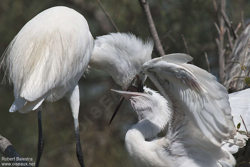 Little Egret, Reproduction-nesting