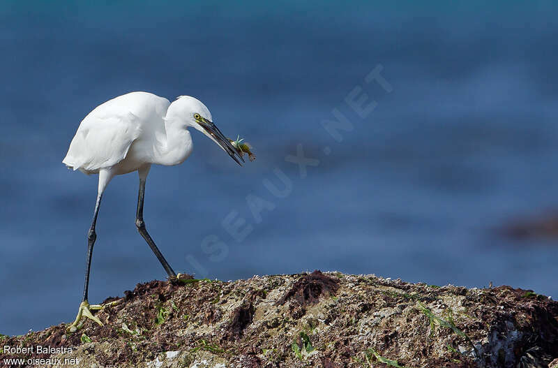Little Egret, feeding habits