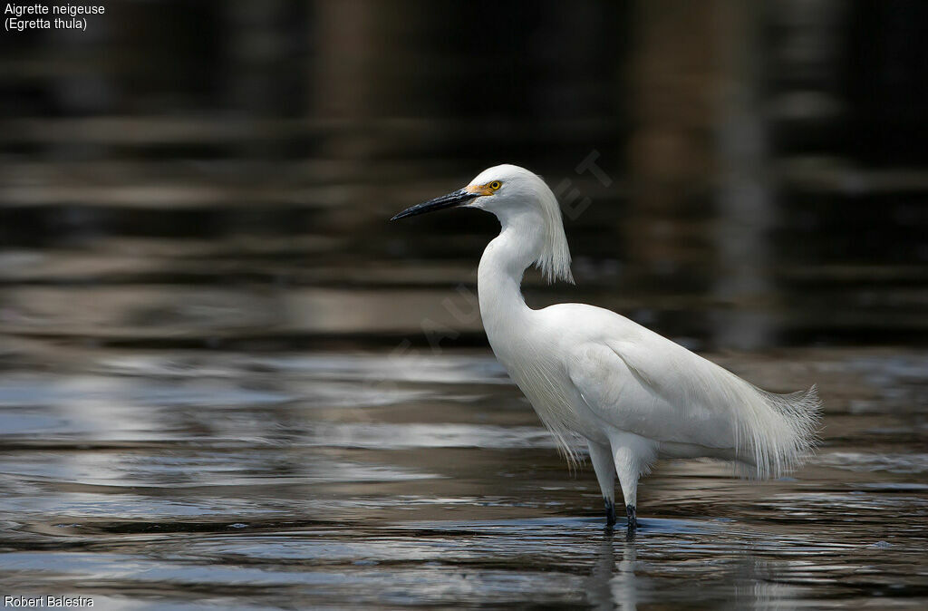 Aigrette neigeuse