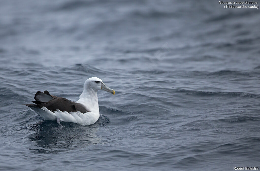 Albatros à cape blanche