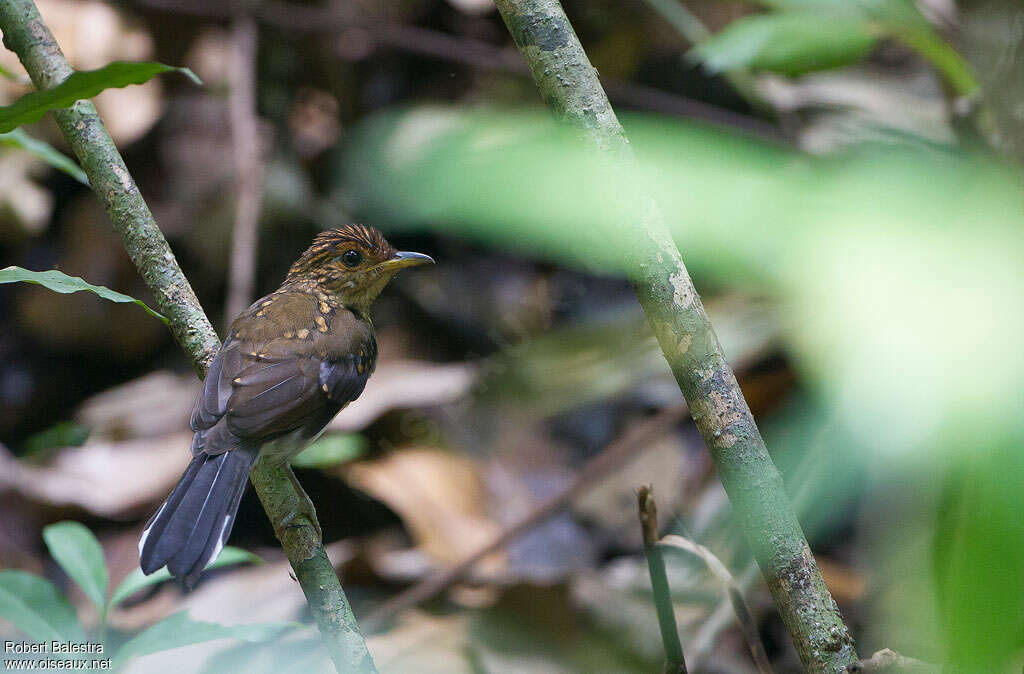 Alèthe à huppe roussejuvénile, identification