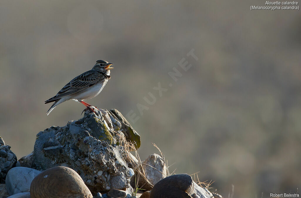 Calandra Lark