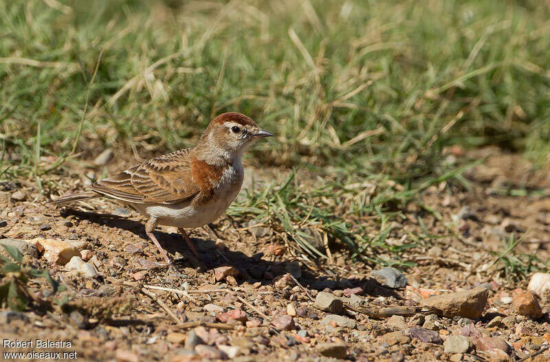 Red-capped Larkadult, identification