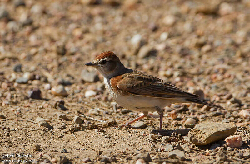 Red-capped Larkadult, habitat, walking