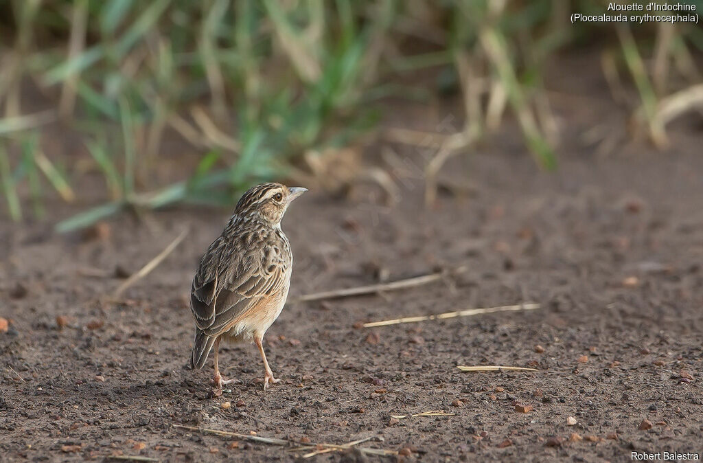 Indochinese Bush Lark