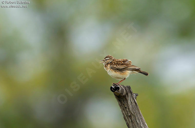 Sabota Lark
