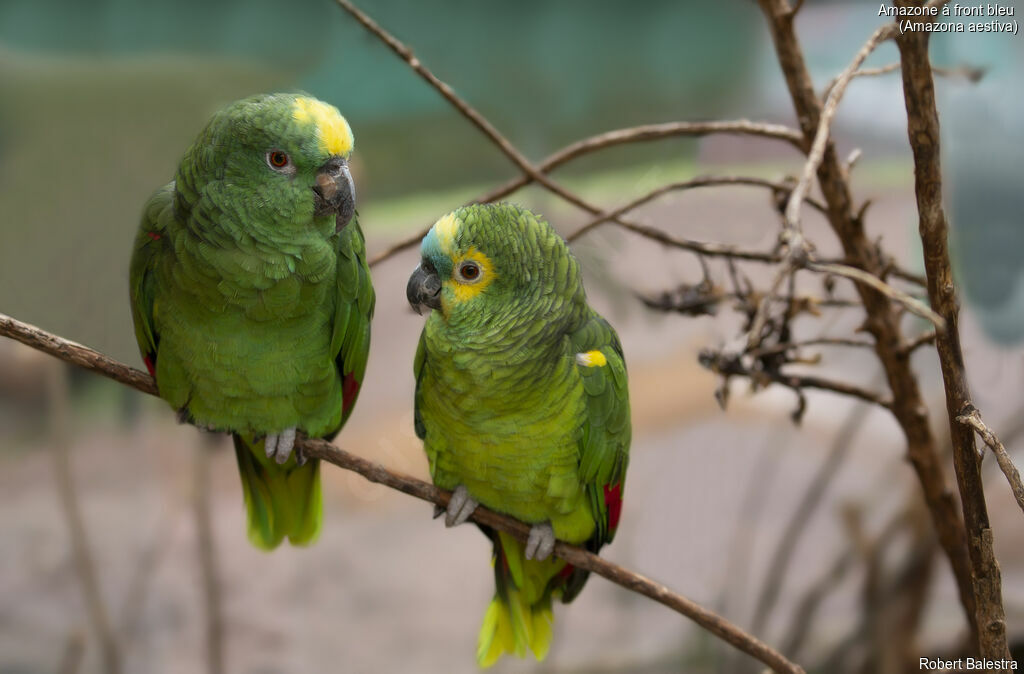 Turquoise-fronted Amazon