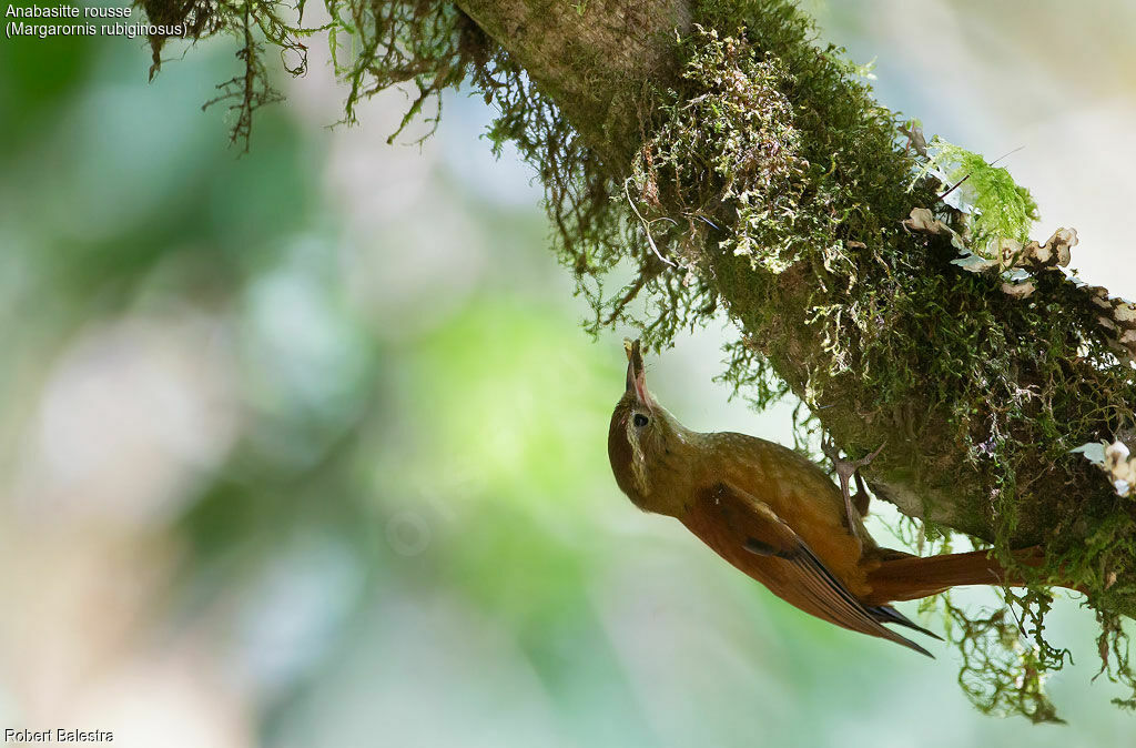 Ruddy Treerunner