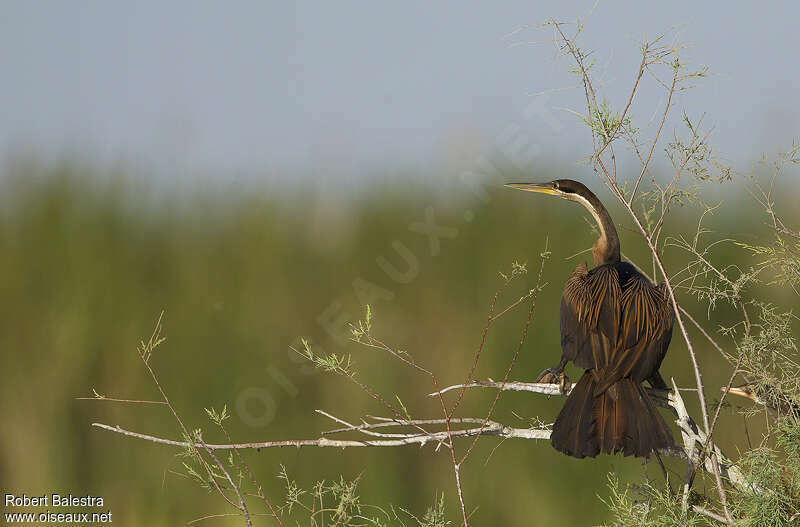 Anhinga d'Afriqueadulte, Comportement