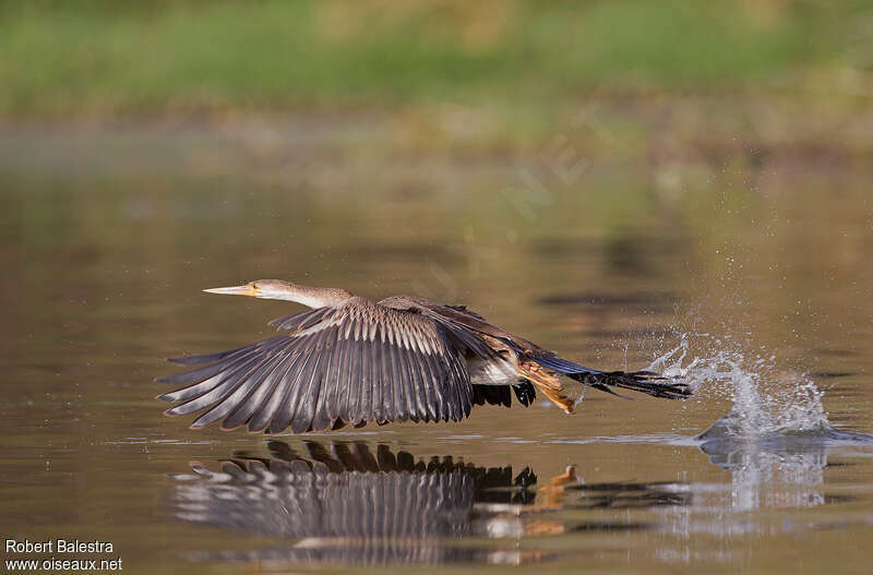 African Darterimmature, habitat, Flight