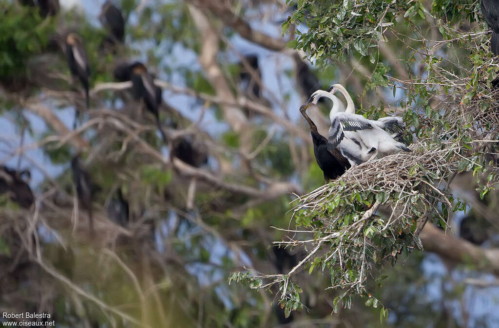Anhinga roux, Nidification