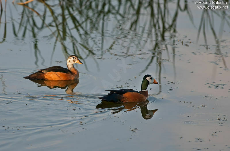 African Pygmy Gooseadult