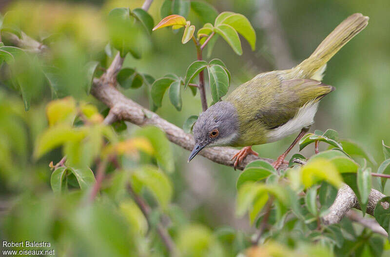 Apalis à gorge jauneadulte, identification