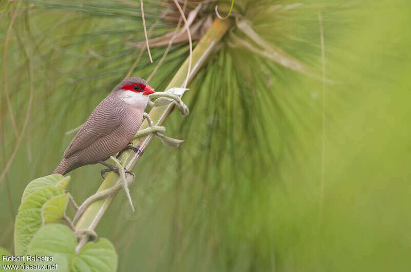 Common Waxbilladult, identification